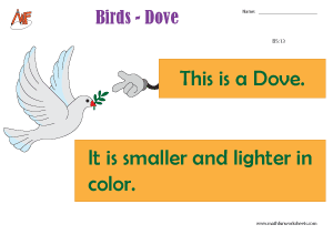 Describing Birds