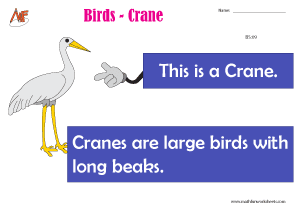 Describing Birds