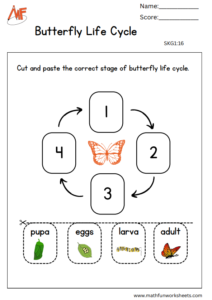 Life Cycle Activity