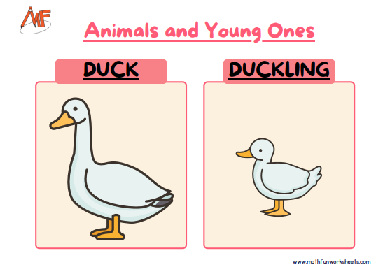 Animals and their Young Ones Worksheets