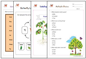 Living Things Worksheets