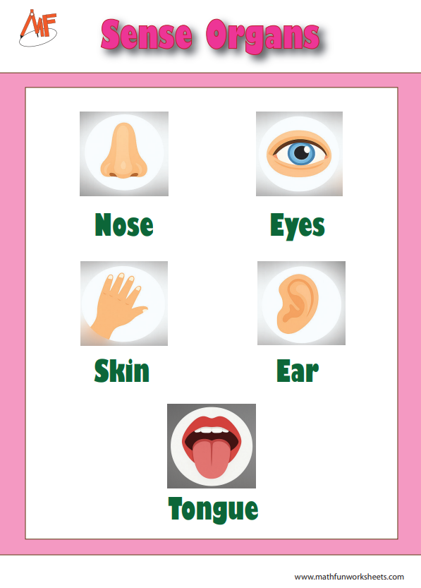 Sense Organs Worksheets