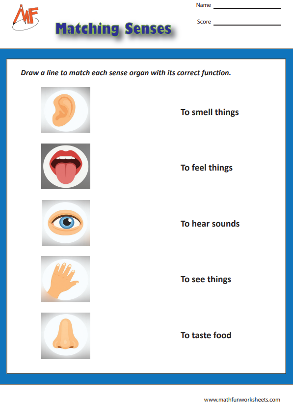 Sense Organs Worksheets