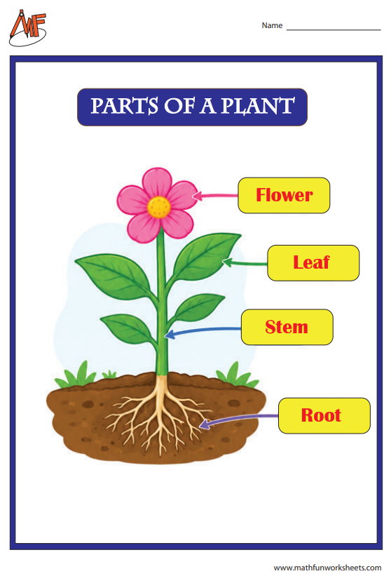 Parts of a plant