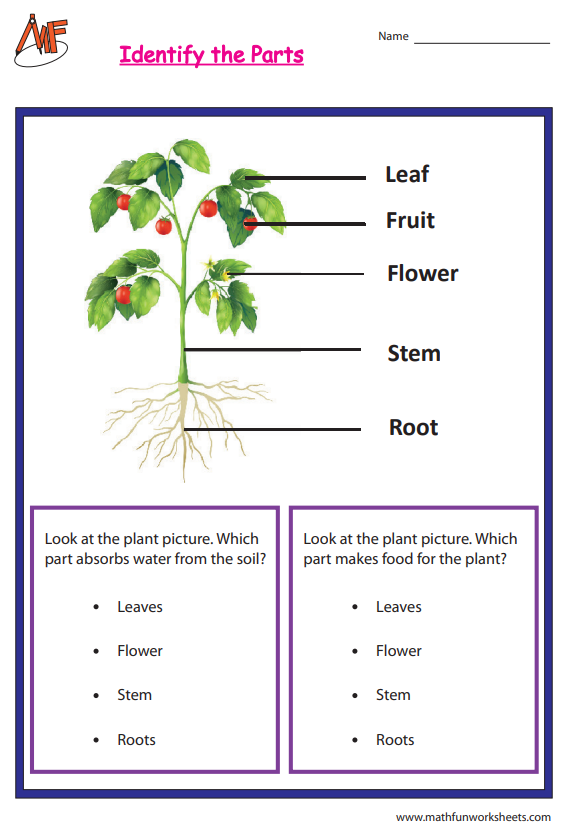 Parts of a Plant