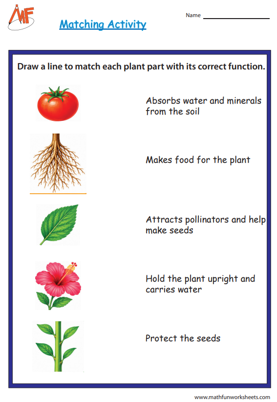 Matching Functions - Type2