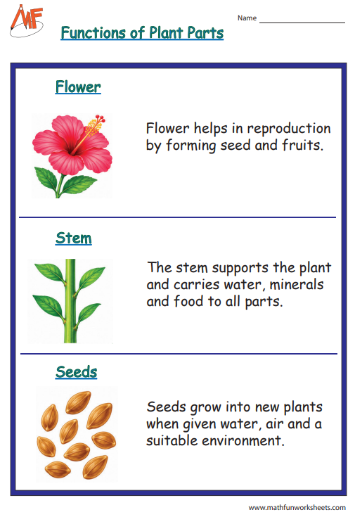 Parts of the Plant-Functions