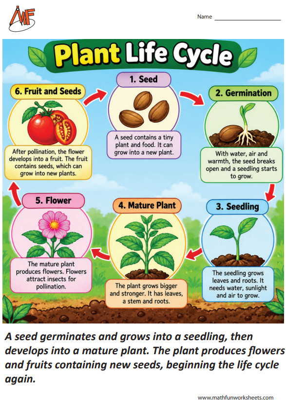 Plant Life Cycle Worksheets