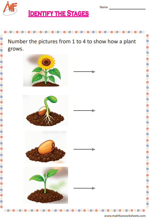 Plant Life Cycle Worksheets