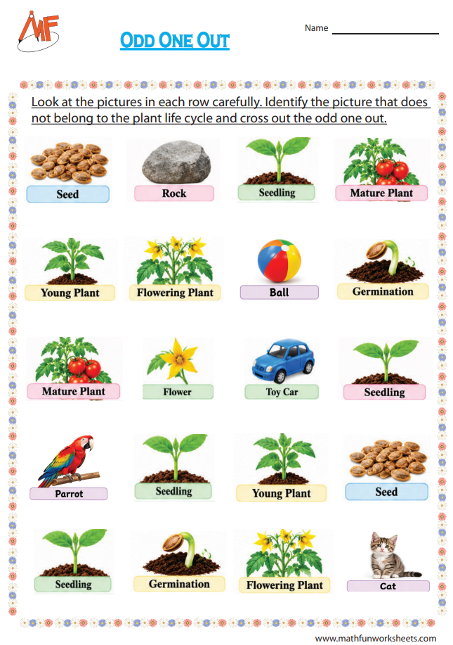 Plant Life Cycle Worksheets