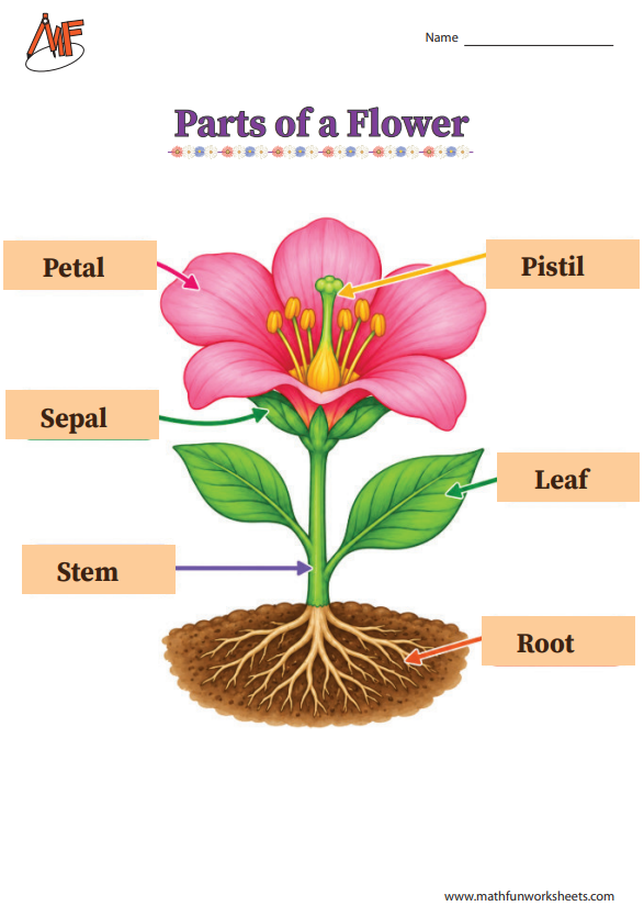 Parts of a Flower Worksheets