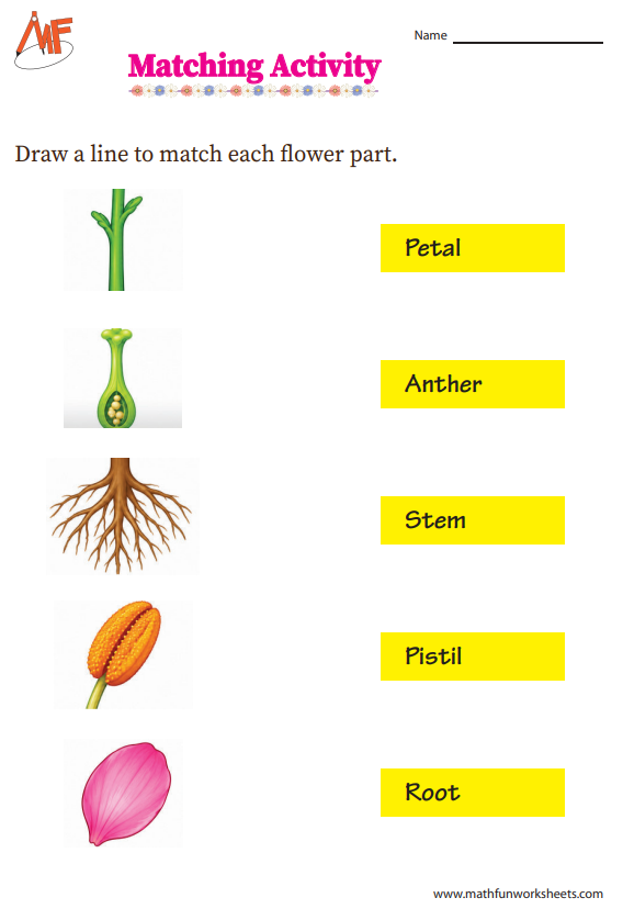 Matching the Parts of a Flower