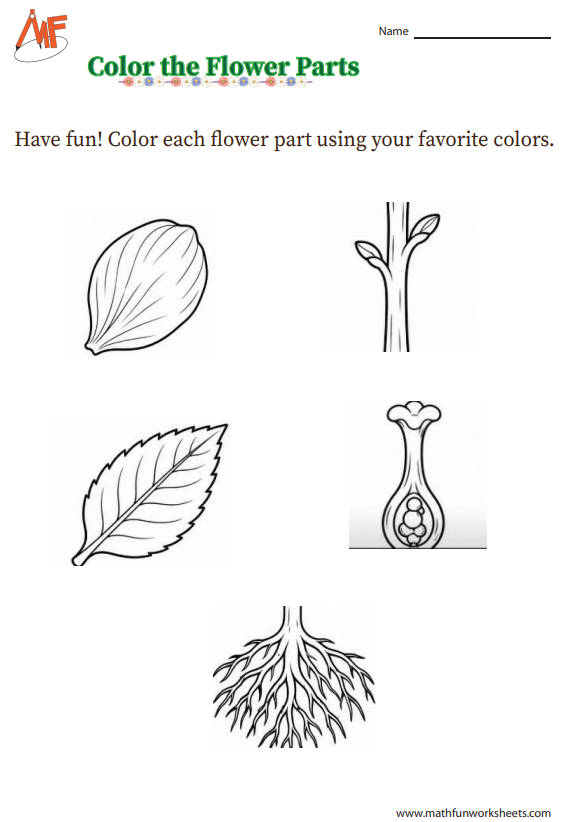 Color the Parts of Flower