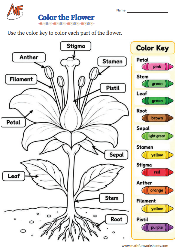 Coloring Activity